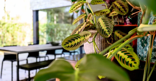 L'art de bien arroser – conseils pour des plantes d'intérieur heureuses Thumb