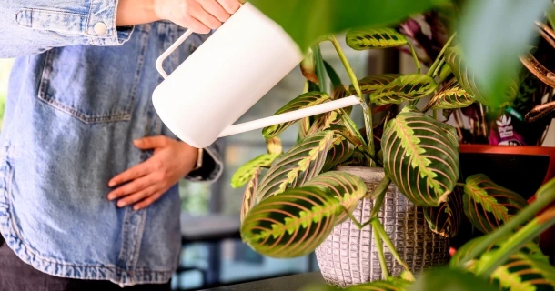 Nourrir les plantes d'intérieur ? Les principaux conseils en un coup d'œil. Thumb