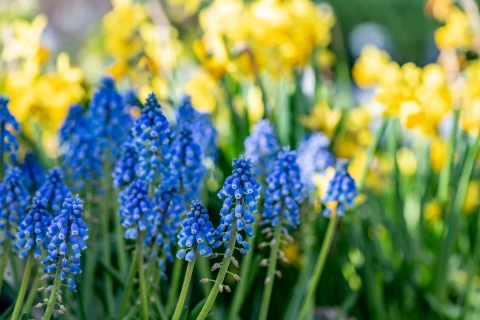 Bloembollen in de tuin? 5 x verrassend anders Thumb