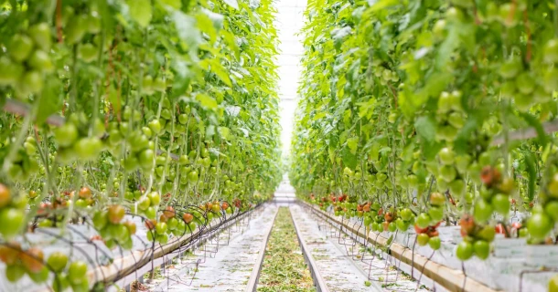 Duijvestijn Tomaten blijft PepMV de baas dankzij PMV-01 vaccin van DCM Thumb