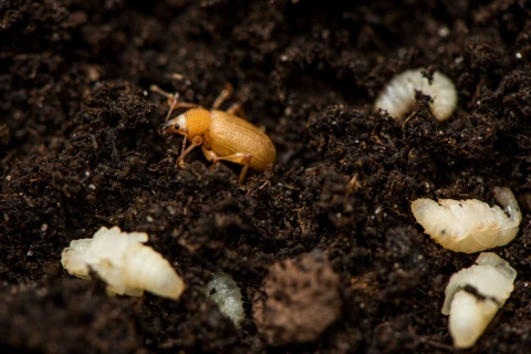 De taxuskever natuurlijk bestrijden met aaltjes Thumb