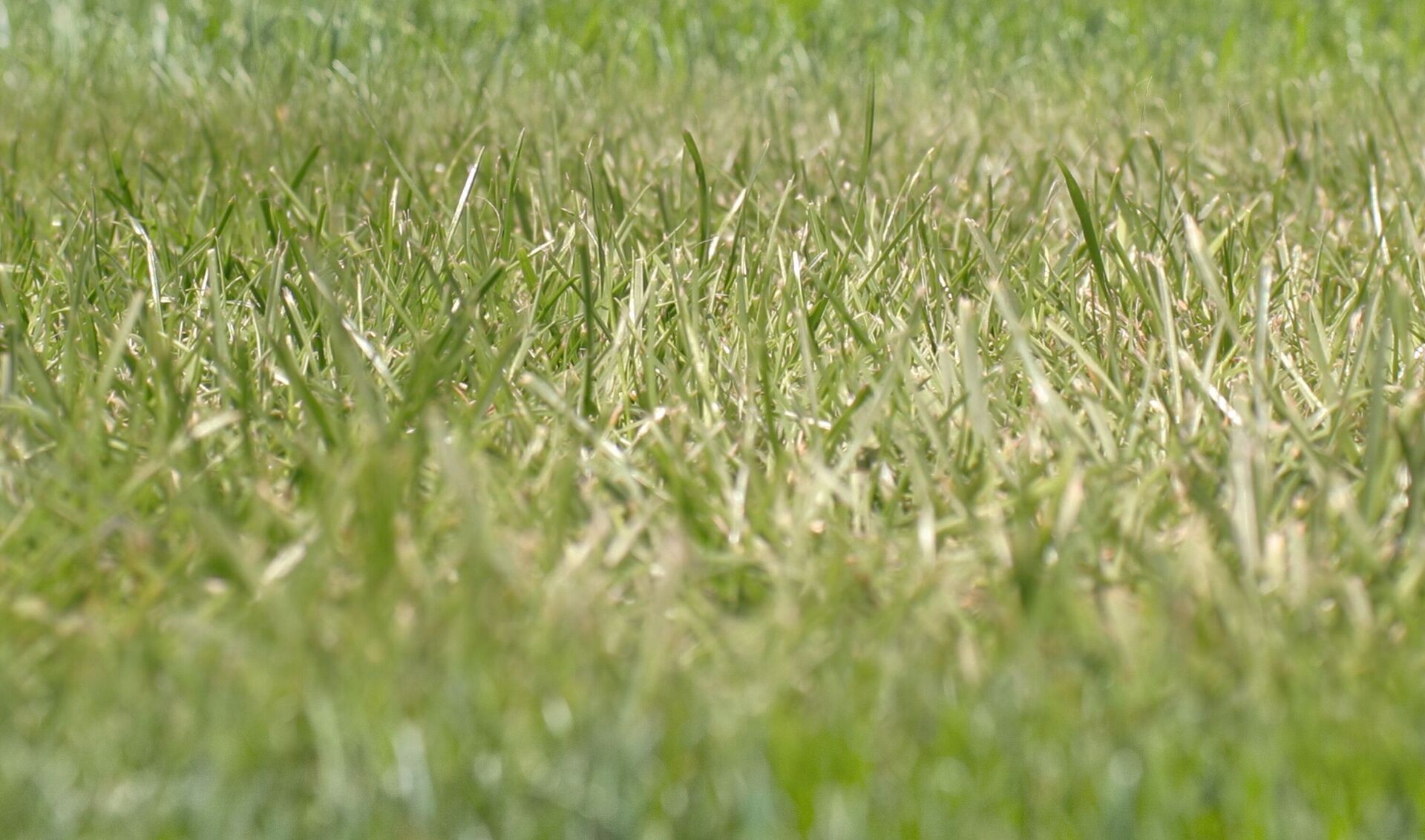 Header image alt