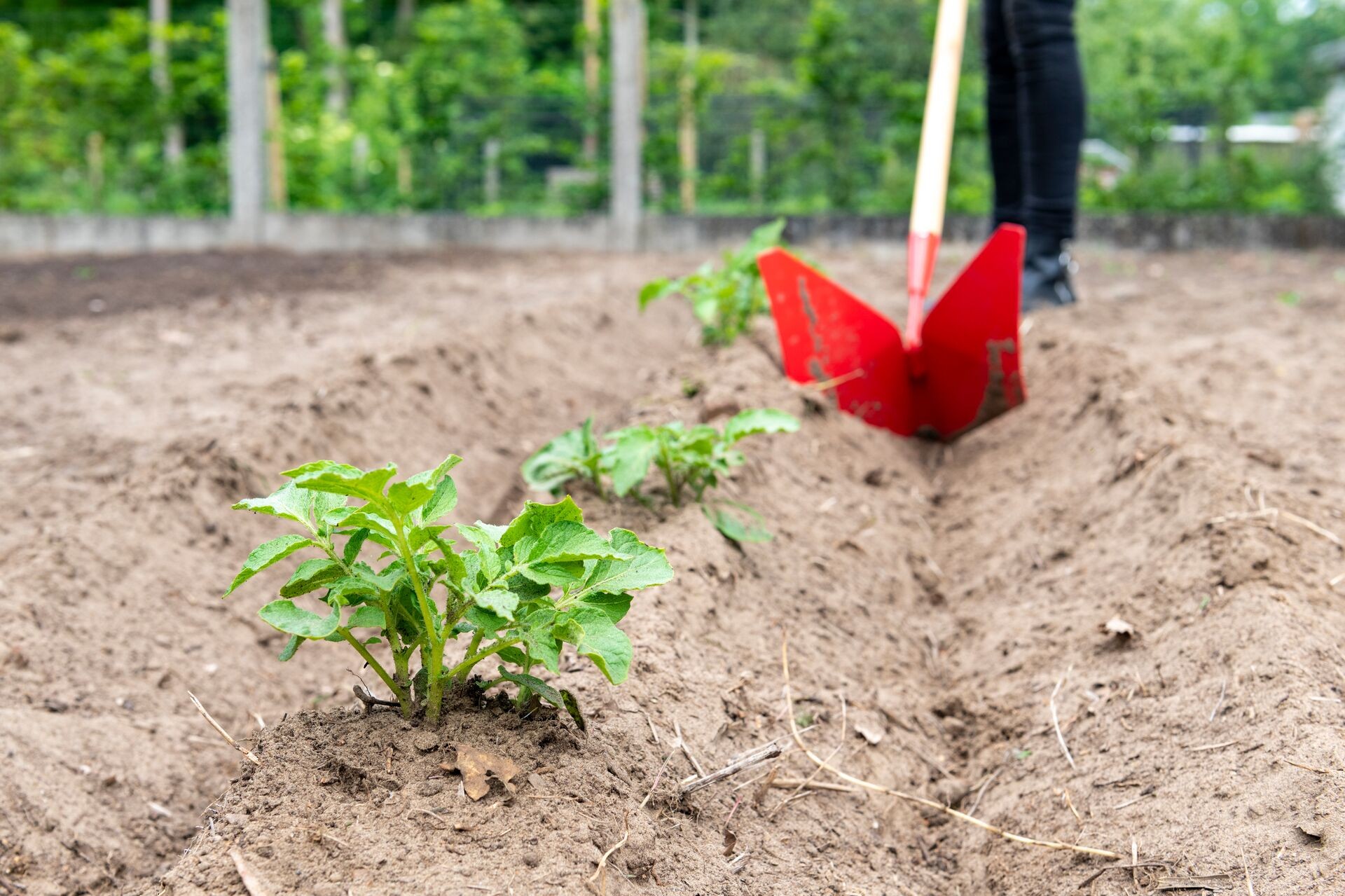 Aardappelen planten, aanaarden en bemesten in de moestuin Thumb