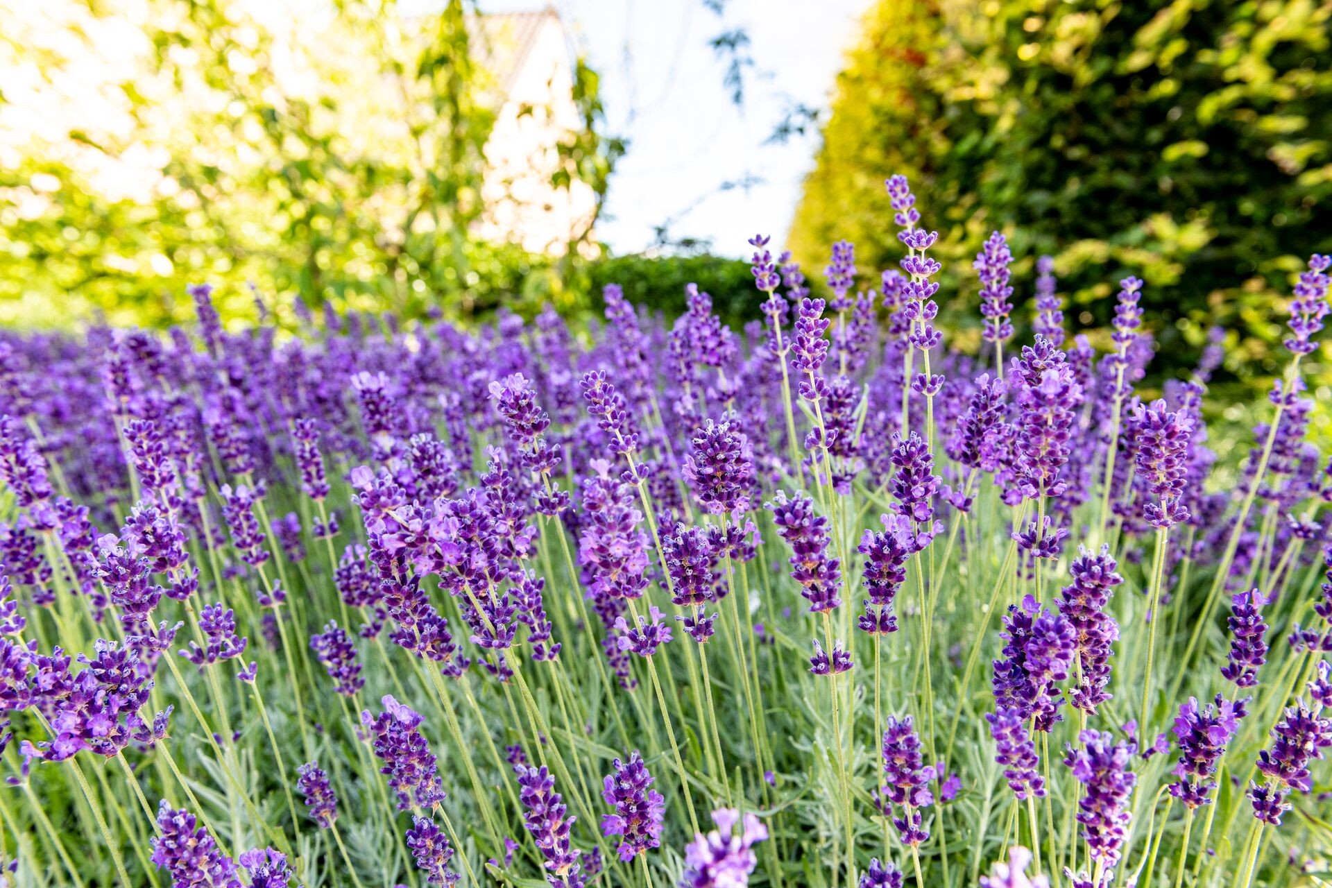 Lavendel planten, snoeien en verzorgen als een pro Thumb