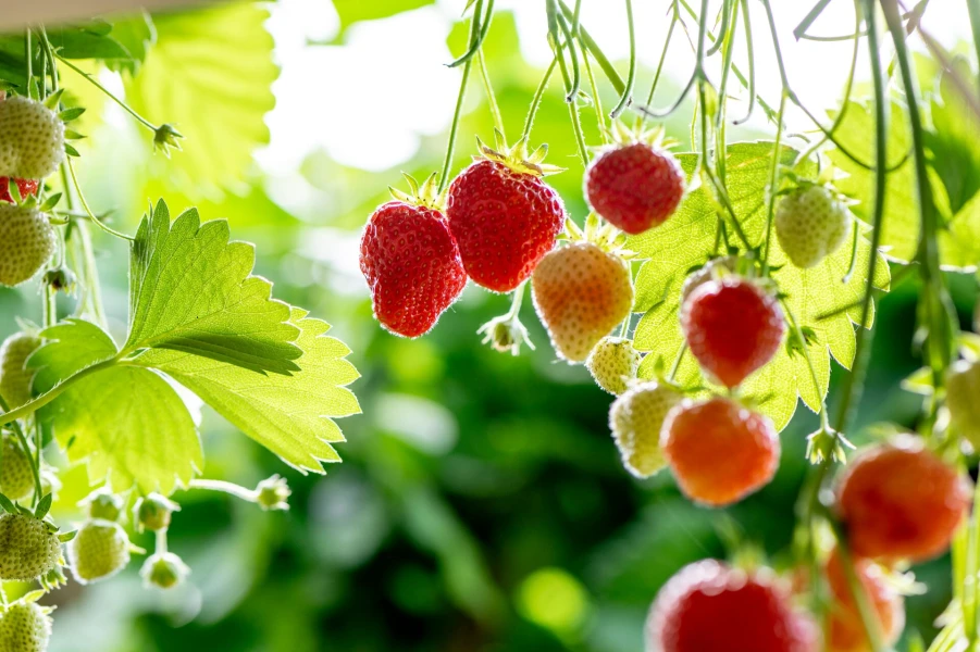 Header image alt
