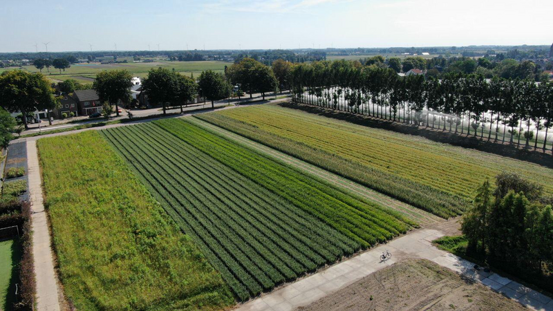 Boomkwekerij De Rutven realiseert een betere beworteling met DCM VIVISOL® Thumb