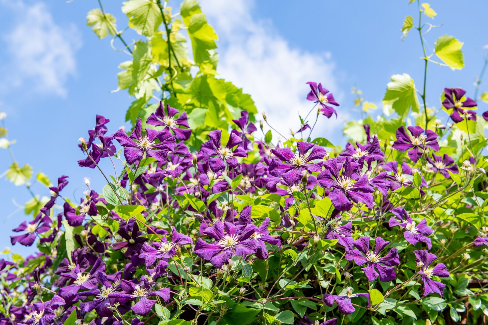 Clematis planten: wanneer en hoe voor het beste resultaat? Thumb