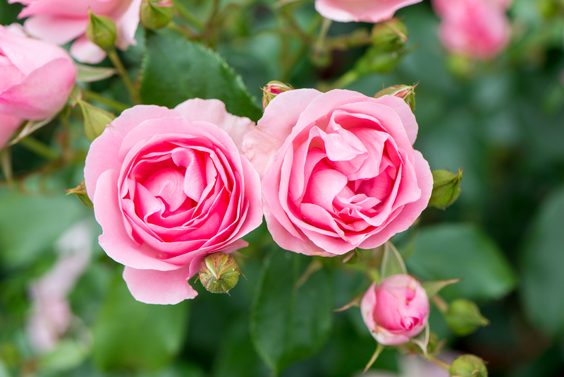 Rozen snoeien en verzorgen: tips voor een sterke rozenstruik Thumb