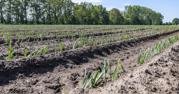 DCM VIVISOL® bij aanplant van asperges Thumb