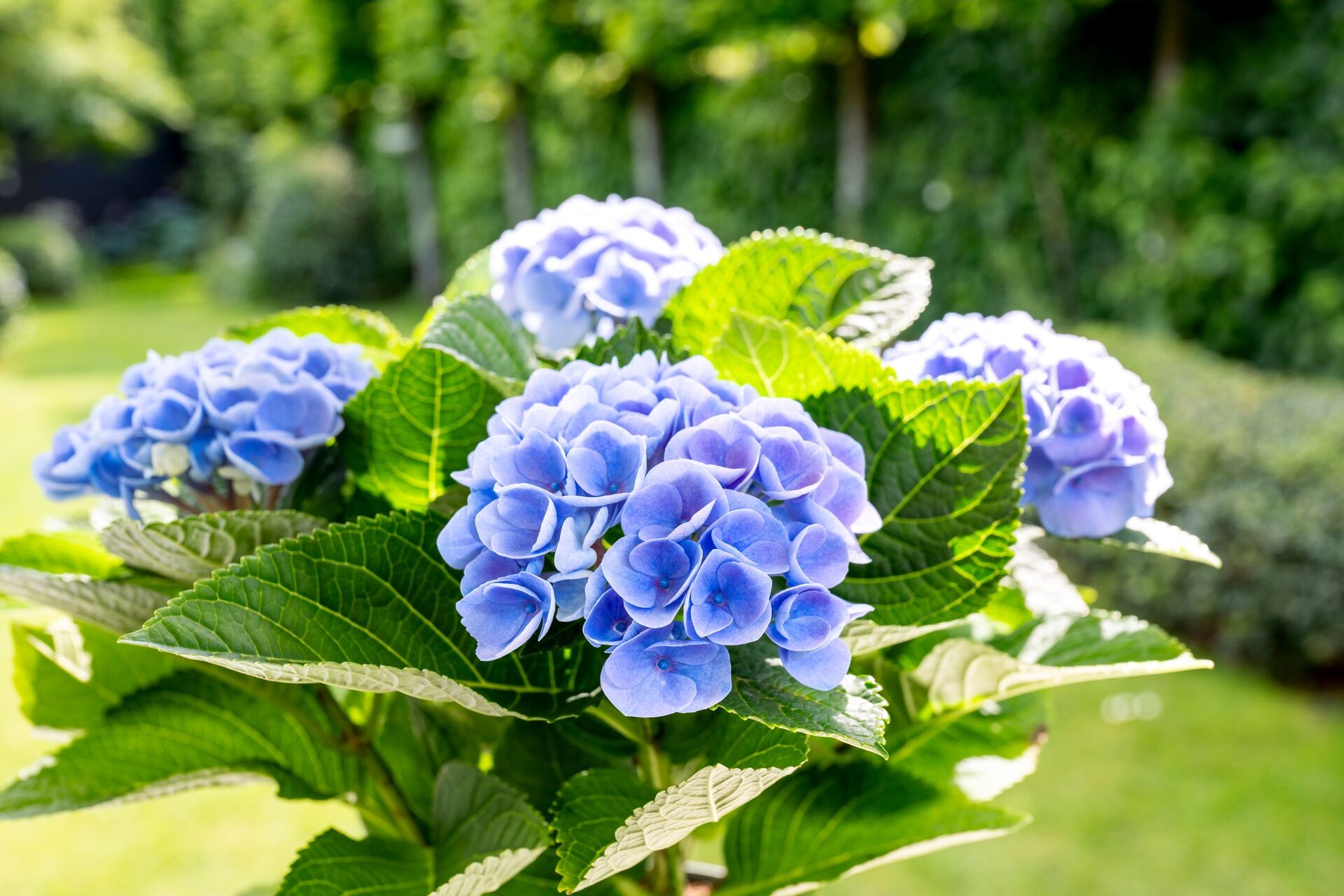 Het geheim van de blauwe hortensia: zo hou je hem prachtig blauw Thumb
