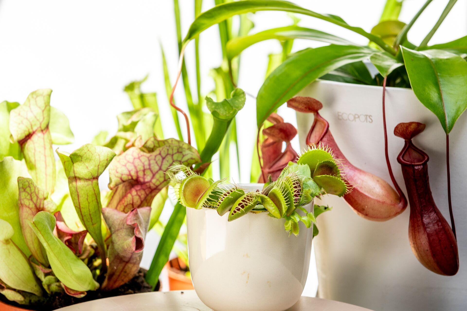 Tips voor het houden van vleesetende planten Thumb