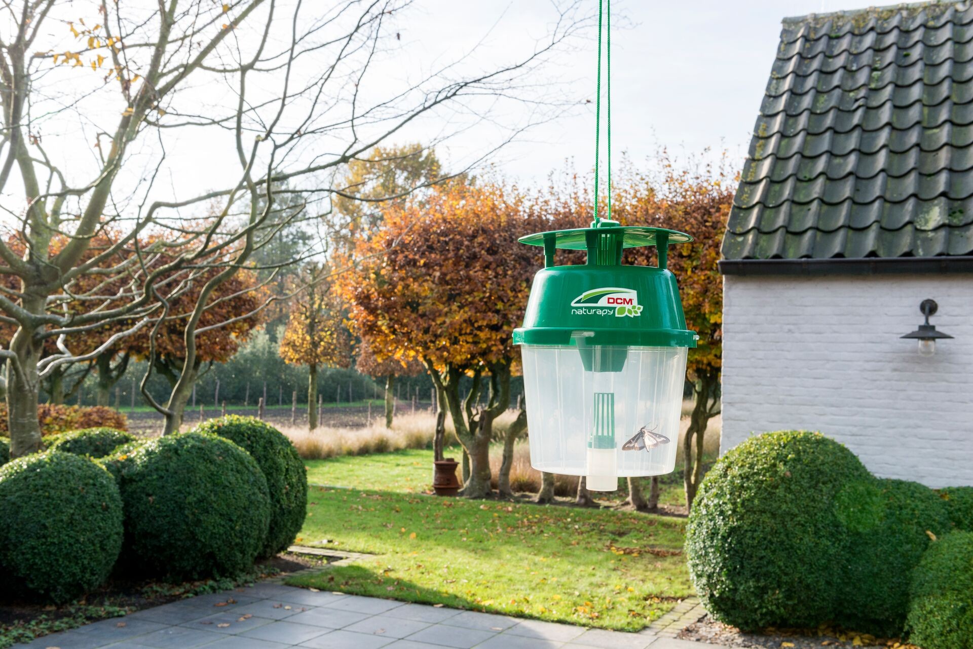 Lok de buxusmot in de val en voorkom rupsenvraat Thumb