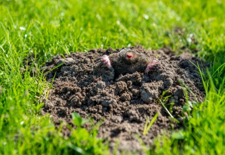 Efficiënt en diervriendelijk mollen verjagen in je gazon Thumb