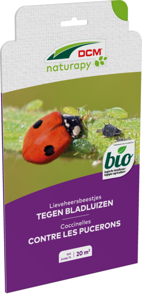 Lieveheersbeestjes tegen bladluizen in de sier- en moestuin thumbnail