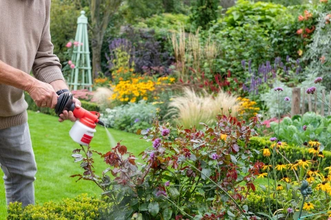 Voorkom rupsenvraat op je planten, met lavameel Thumb