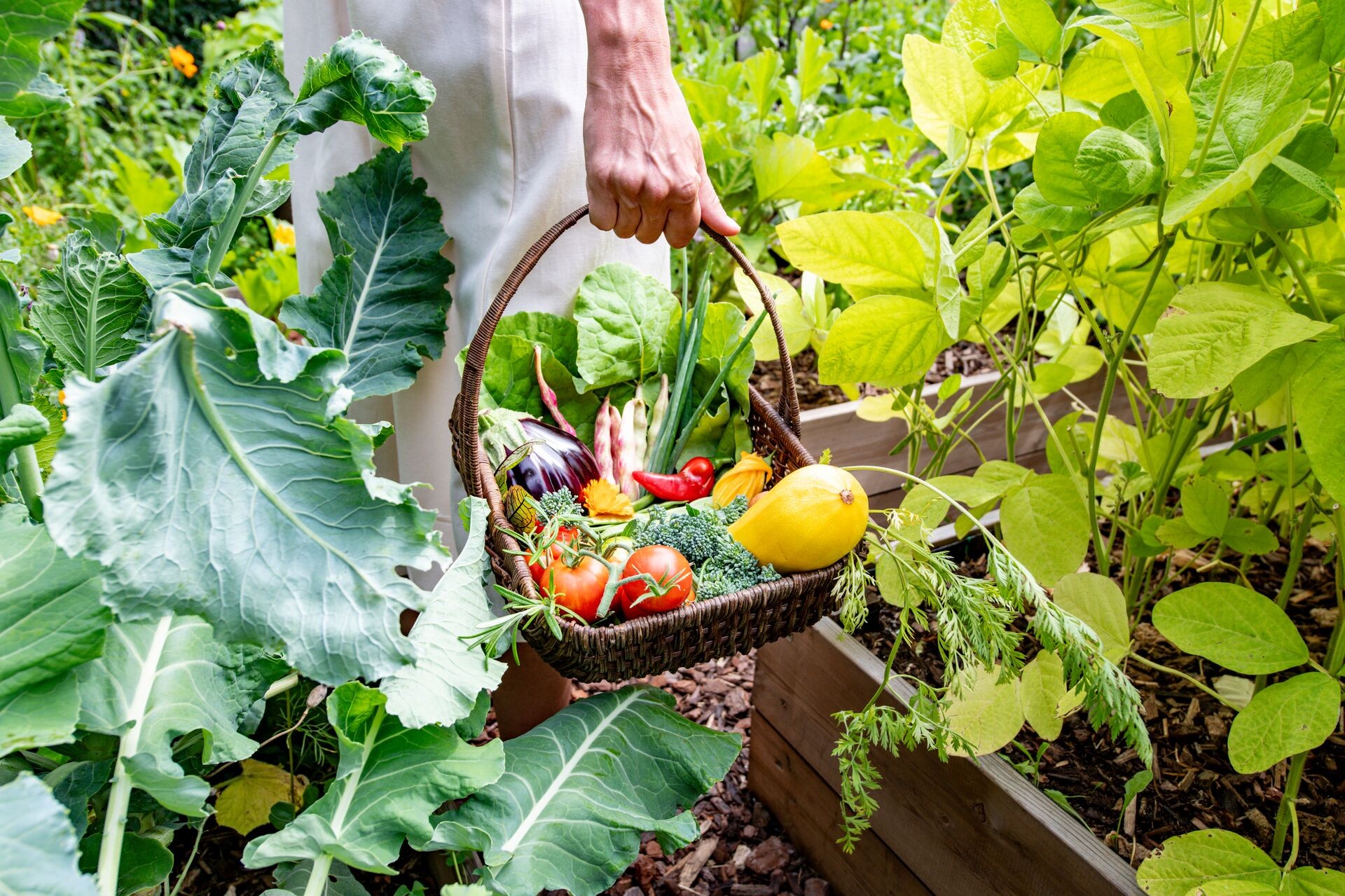 VEGAN: 100% plantaardige en natuurlijke verzorging voor jouw planten Thumb