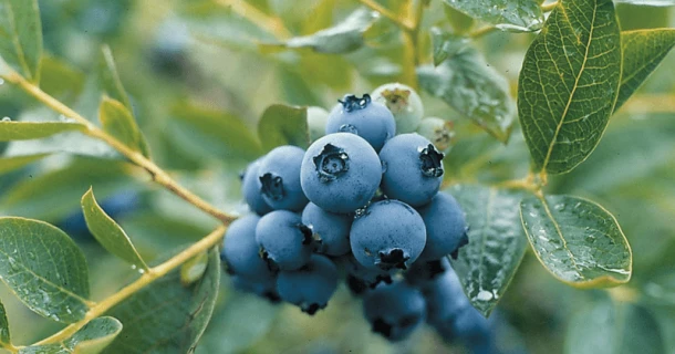 DCM Xtra-MIX® 1 in de blauwe bessenteelt: de optimale voedingsgift aan de basis Thumb