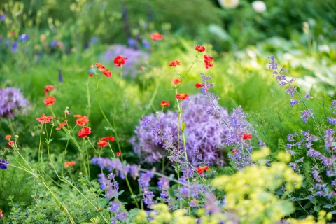 Zon en droogte? Deze 10 planten en bloemen zijn er dol op! Thumb