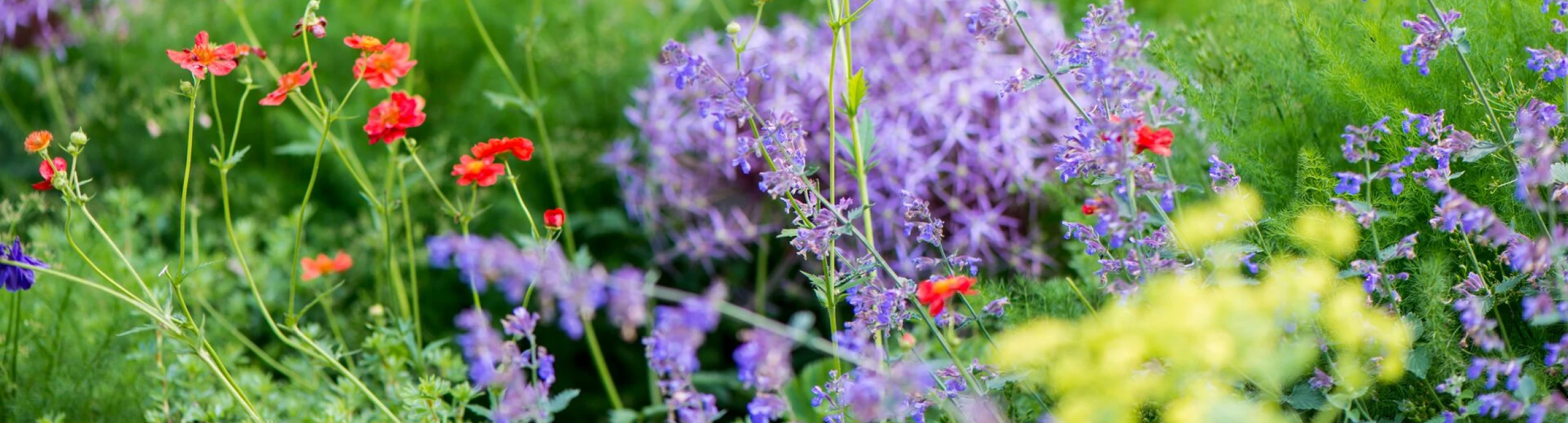 Header image alt
