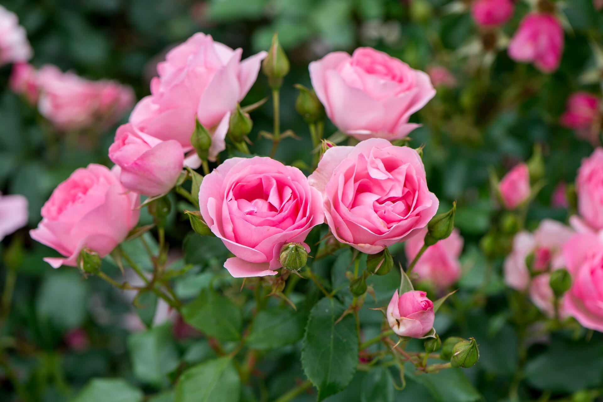 Rozen planten: zo krijg je een prachtig bloeiende rozenstruik Thumb