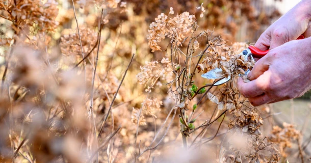 Populaire tuinplanten snoeien: een handige gids Thumb