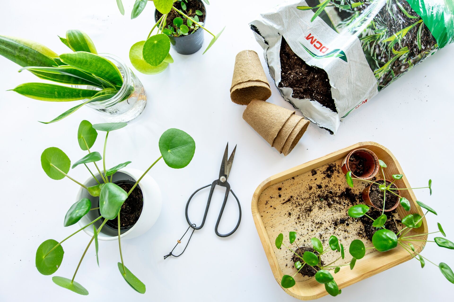Zelf planten stekken? Zo begin je eraan Thumb