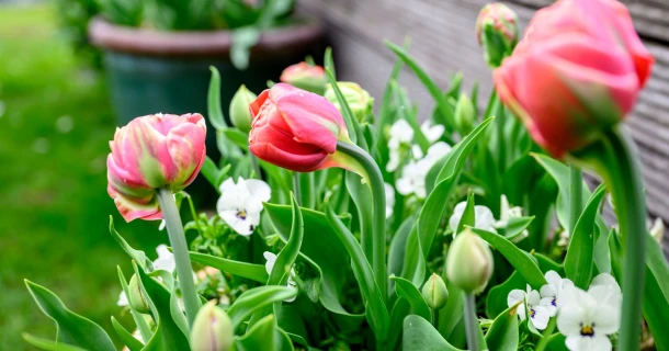 Leuke cadeaus voor tuinliefhebbers Thumb