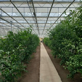 Minder zoutstress, meer groei: Belyuzu over de citrusteelt met REDU-ACT® van DCM Thumb