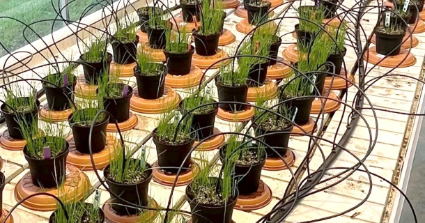 Proef toont sterker gras dankzij DCM HYDRO-GREEN® - ook tijdens droogte Thumb