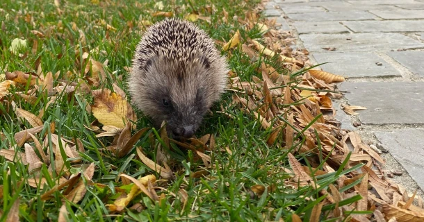 Maak van je tuin een levendig paradijs vol nuttige dieren Thumb