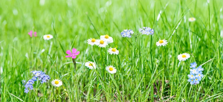 DCM Graszaad met MiniFlower Thumb