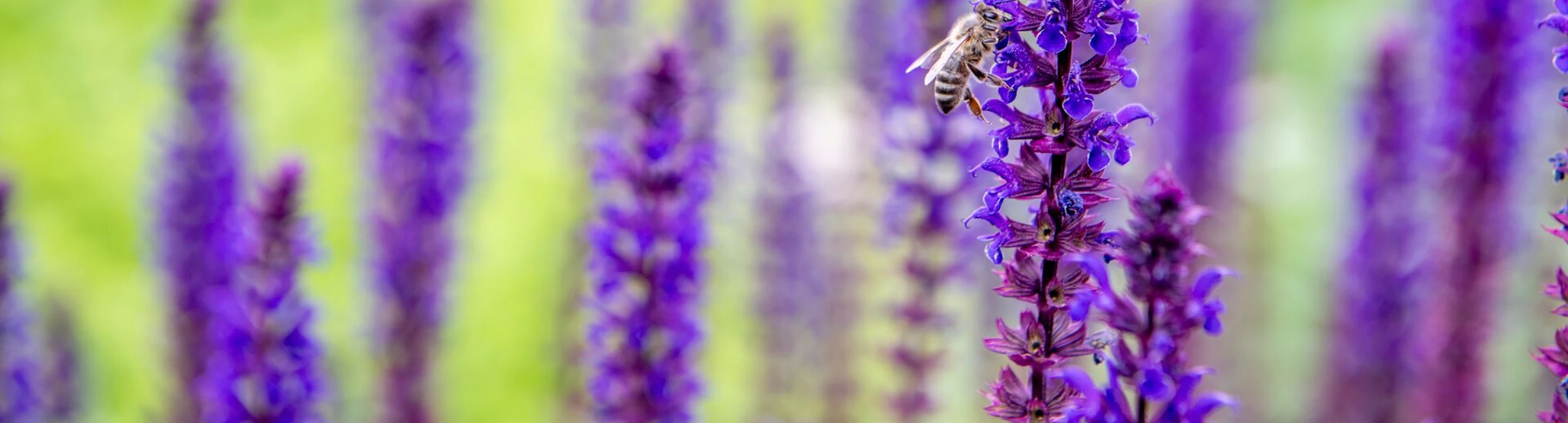 Header image alt