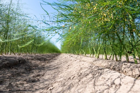 DCM VIVISOL® bij aanplant van asperges Thumb