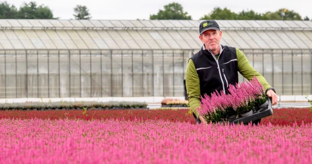 Decora Plants voorkomt Calluna-uitval zonder extra werklast dankzij DCM-aanpak Thumb