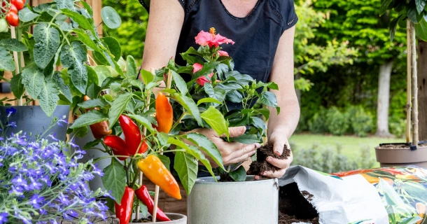 Tuinieren zonder tuin: zo maak je van je balkon of terras een groene oase Thumb