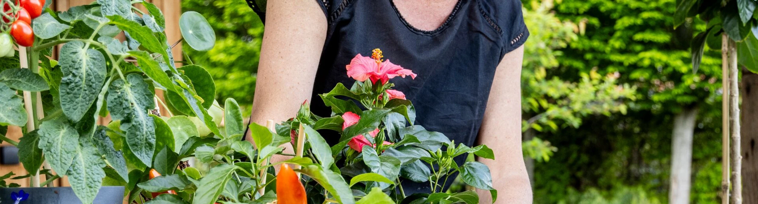 Header image alt