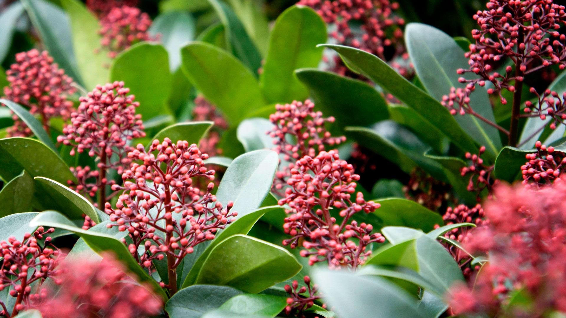 Skimmia Picture