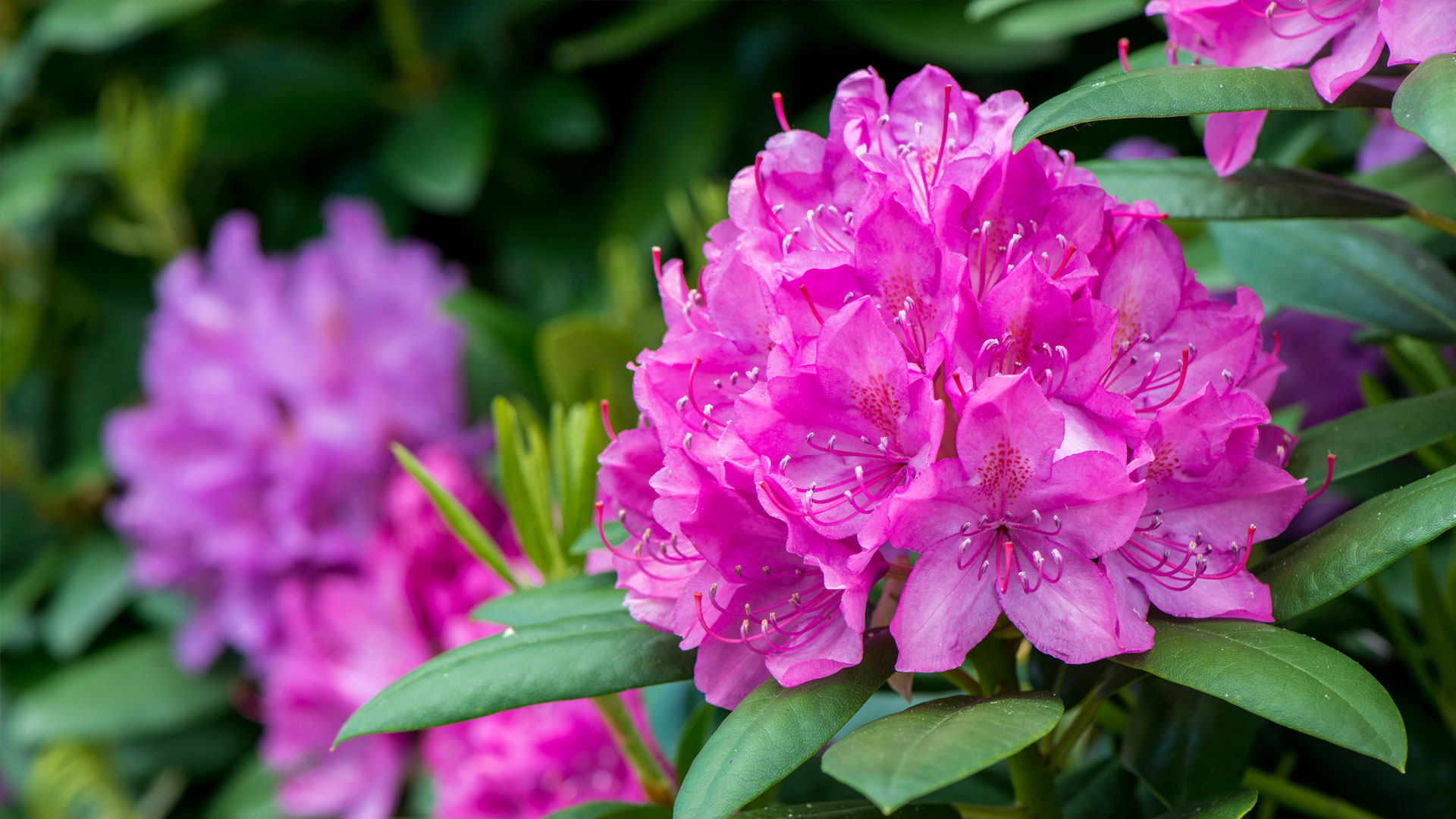 Rhododendron Thumb