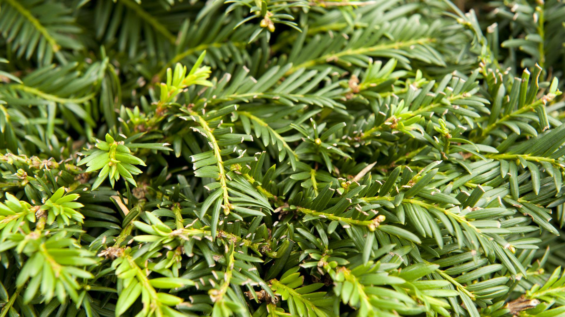 Taxus Thumb