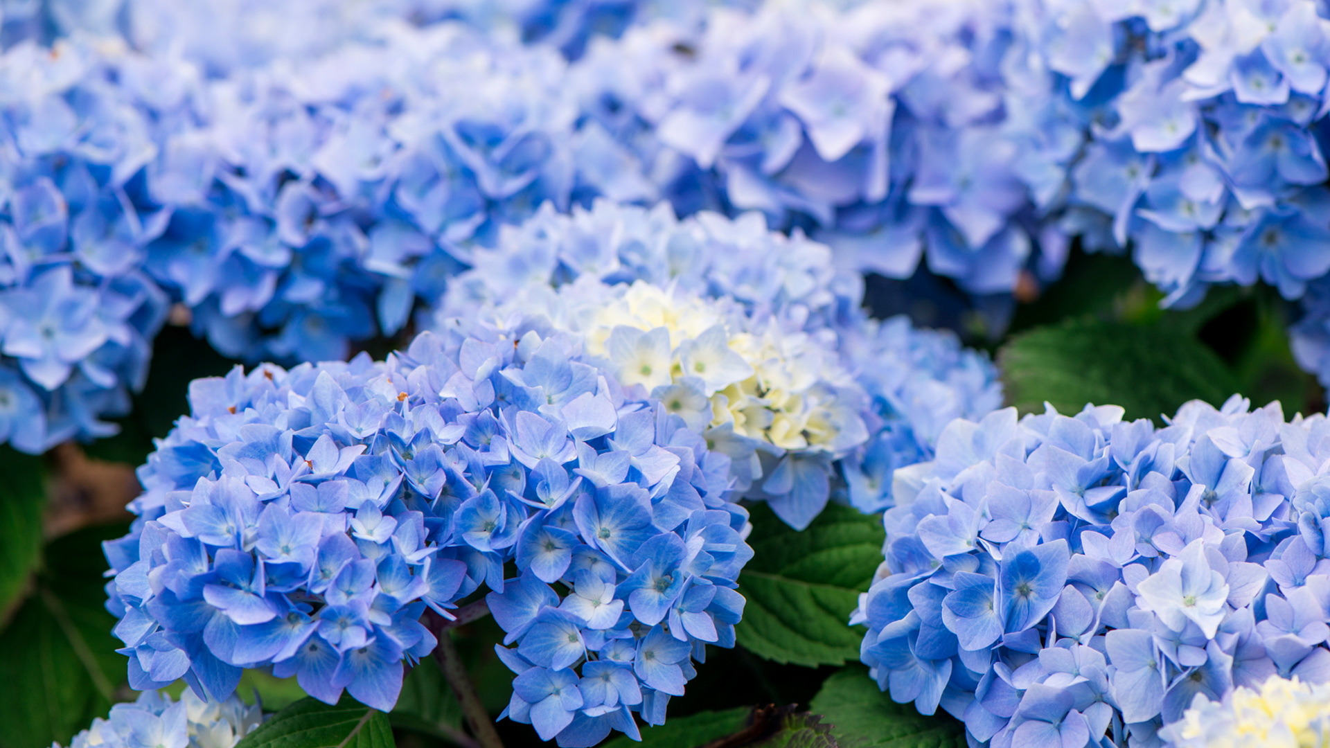 Hortensia Thumb