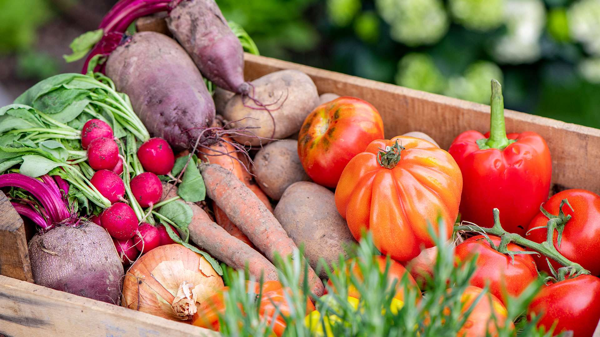 Moestuin Picture
