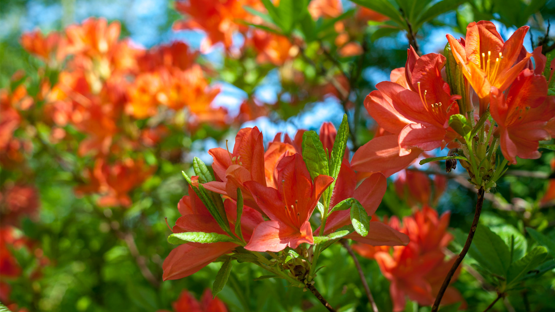 Azalea Thumb