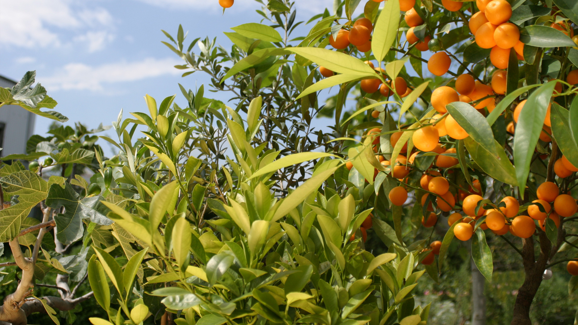 Mediterrane plant Thumb