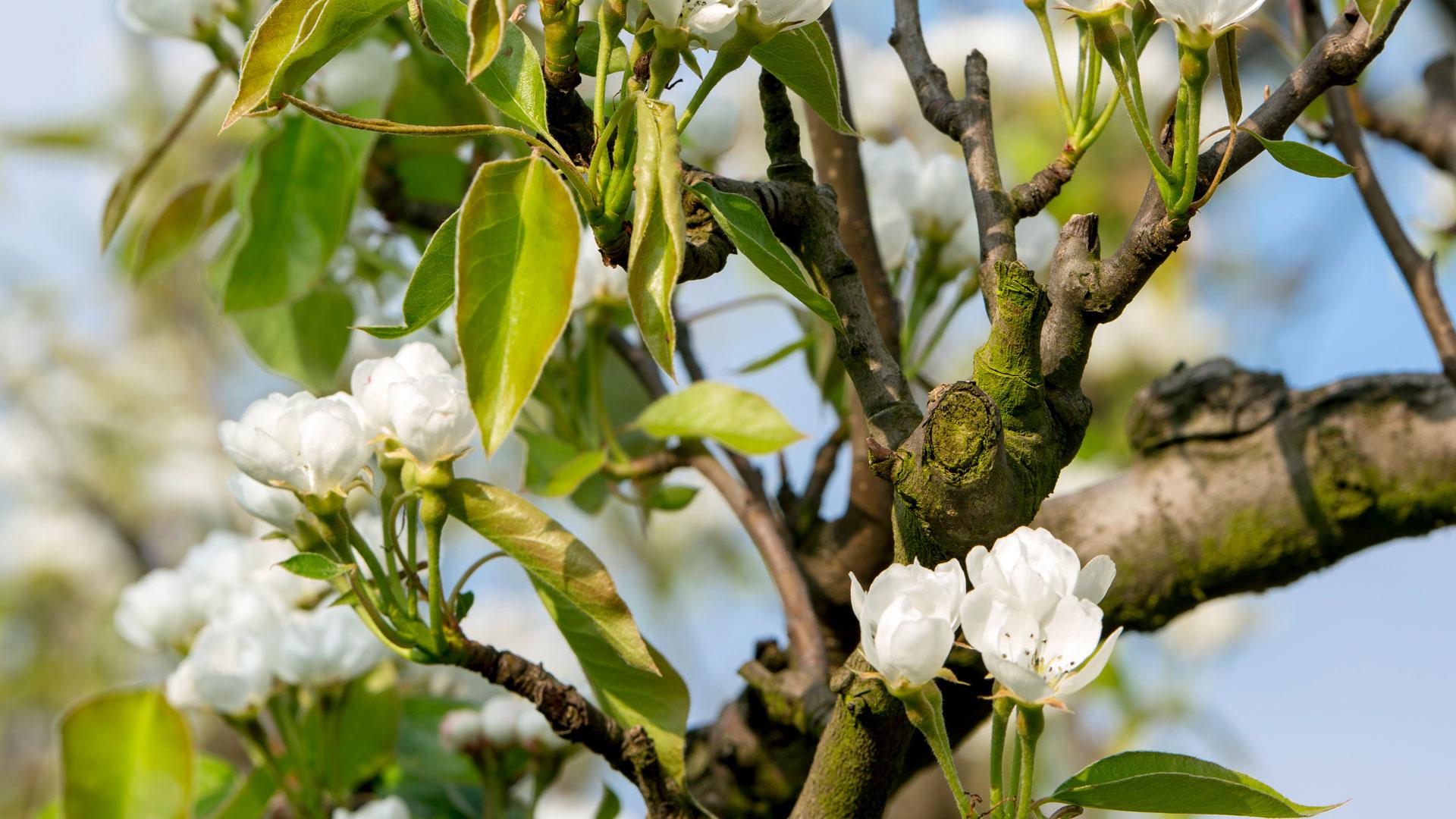 Fruitbomen Thumb