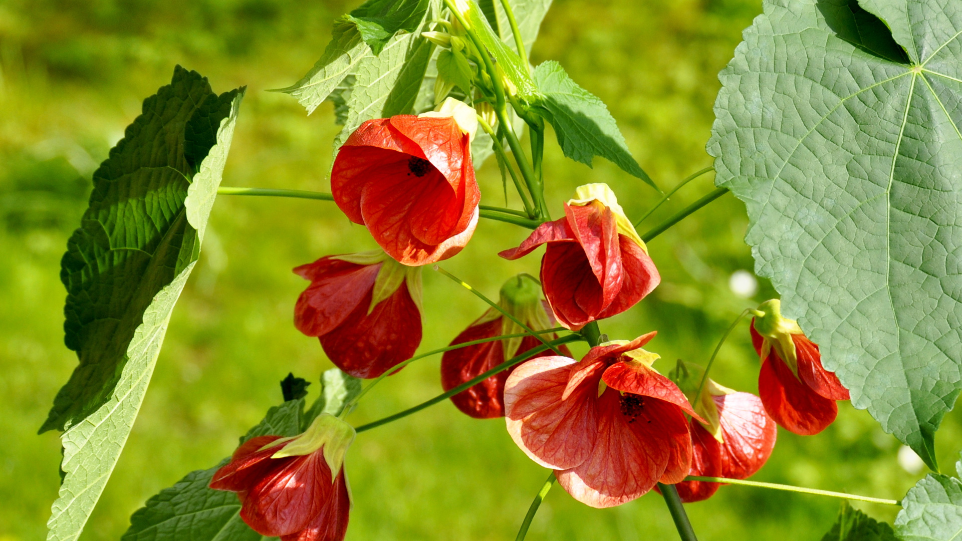 Abutilon Thumb