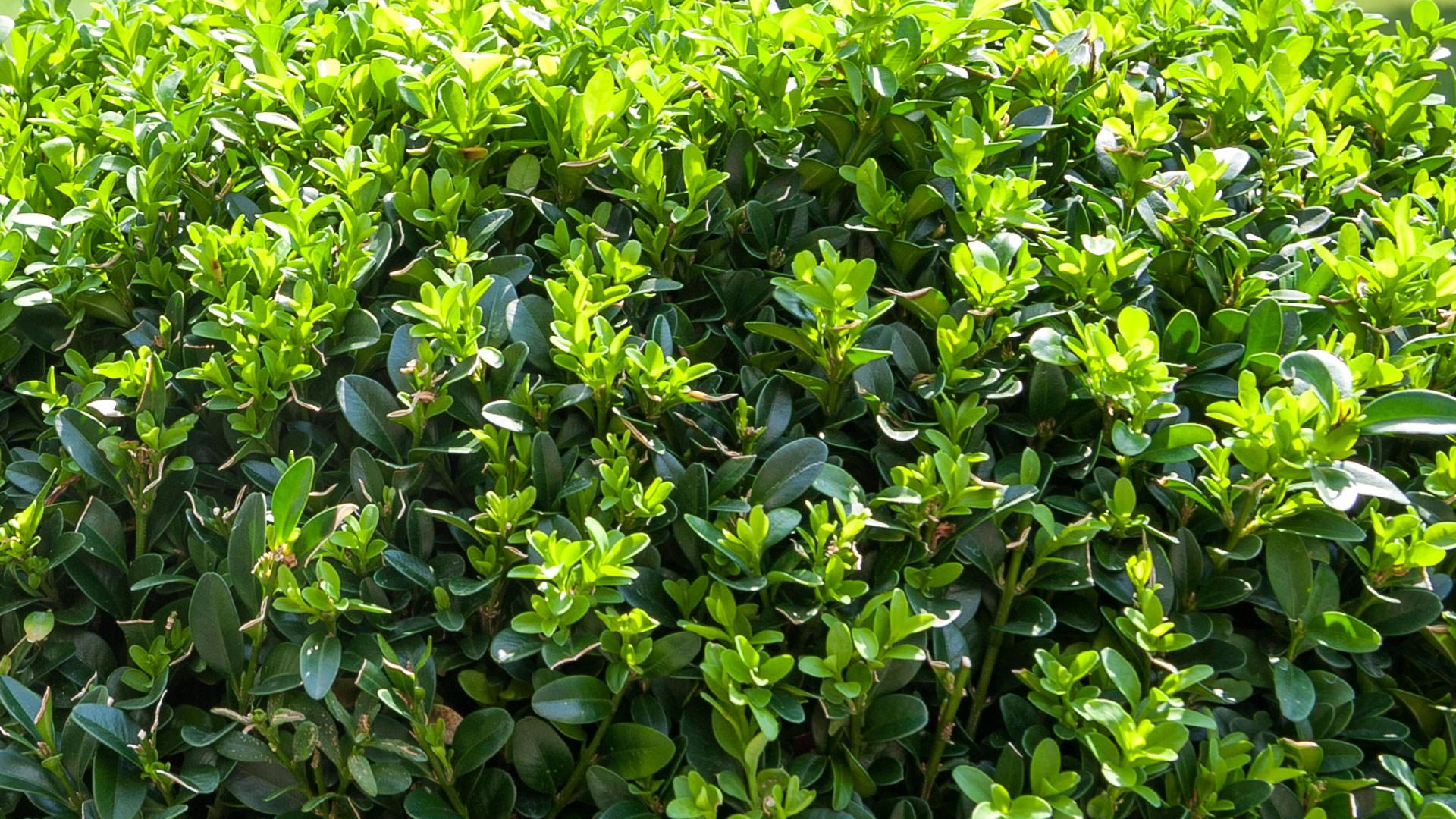 Buxus Thumb