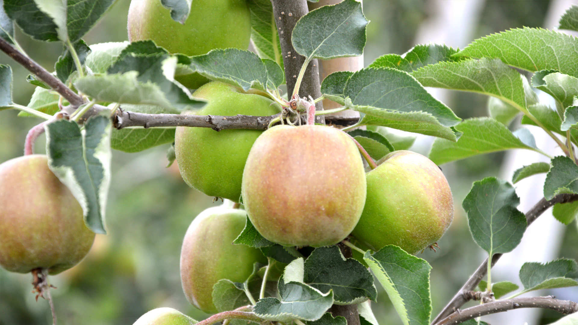 Pommier Picture