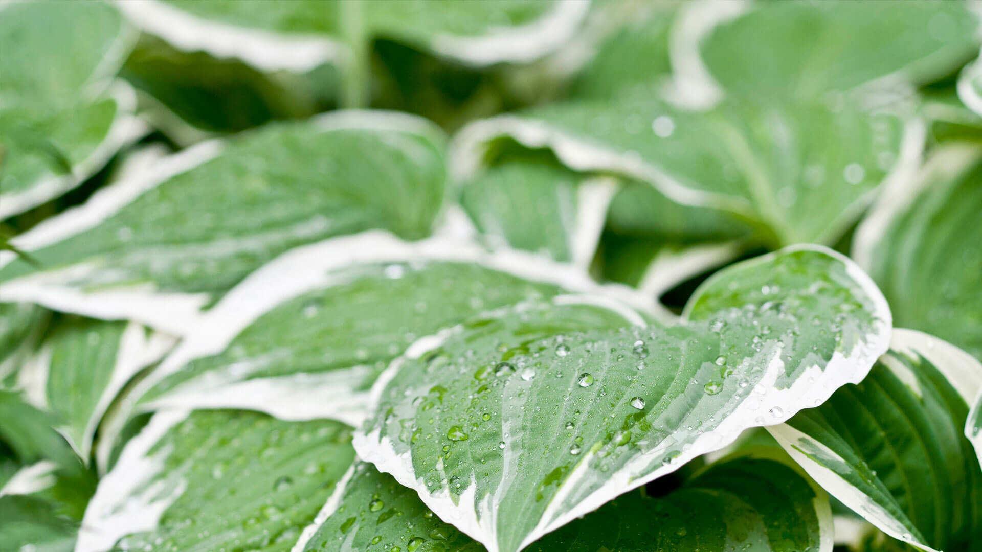 Hosta Thumb