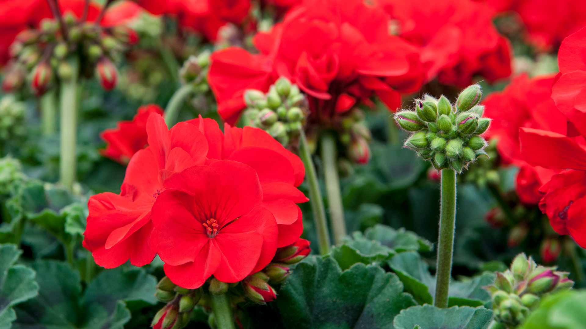 Geranium Thumb